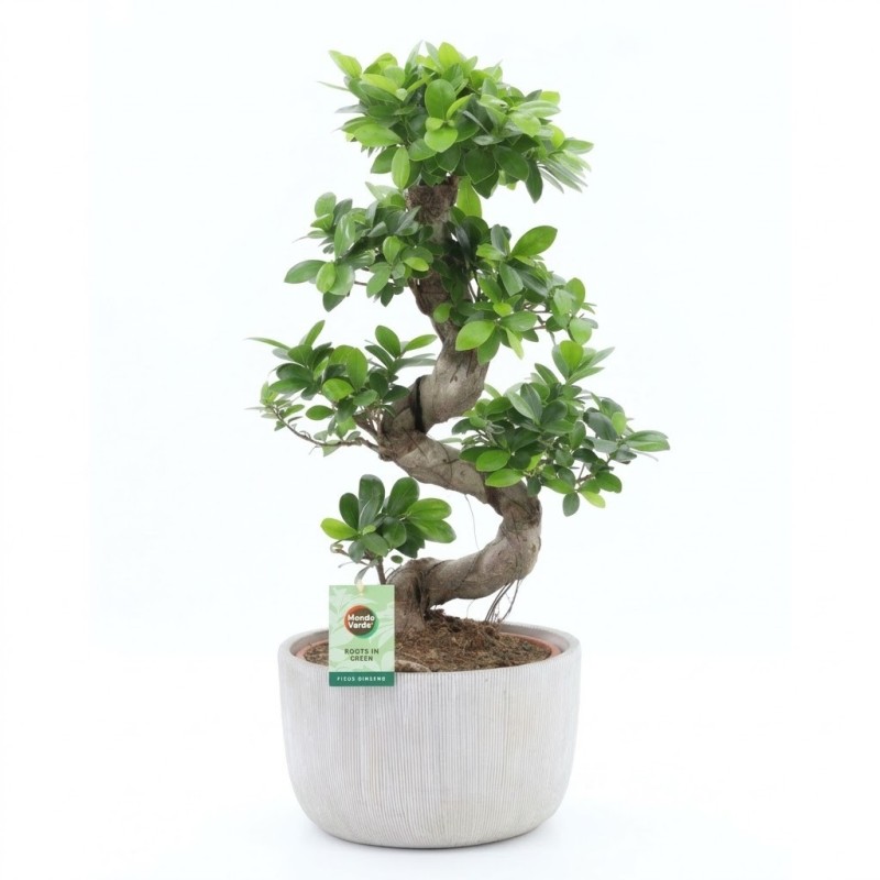 FICUS MICR. GINSENG V30S+VASE1