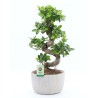 FICUS MICR. GINSENG V30S+VASO1