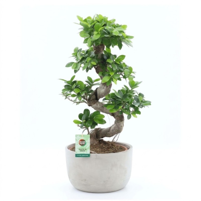 FICUS MICR. GINSENG V30S+VASO2