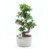 FICUS MICR. GINSENG V30S+VASE2