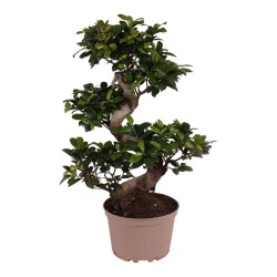 FICUS MICR. GINSENG V22 S