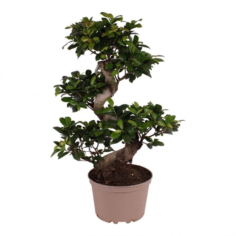 FICUS MICR. GINSENG V22 S