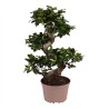 FICUS MICR. GINSENG V22 S
