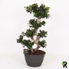 FICUS MICR. GINSENG V30 X