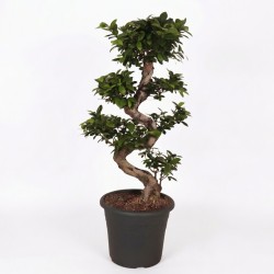 FICUS MICR. GINSENG V32 S