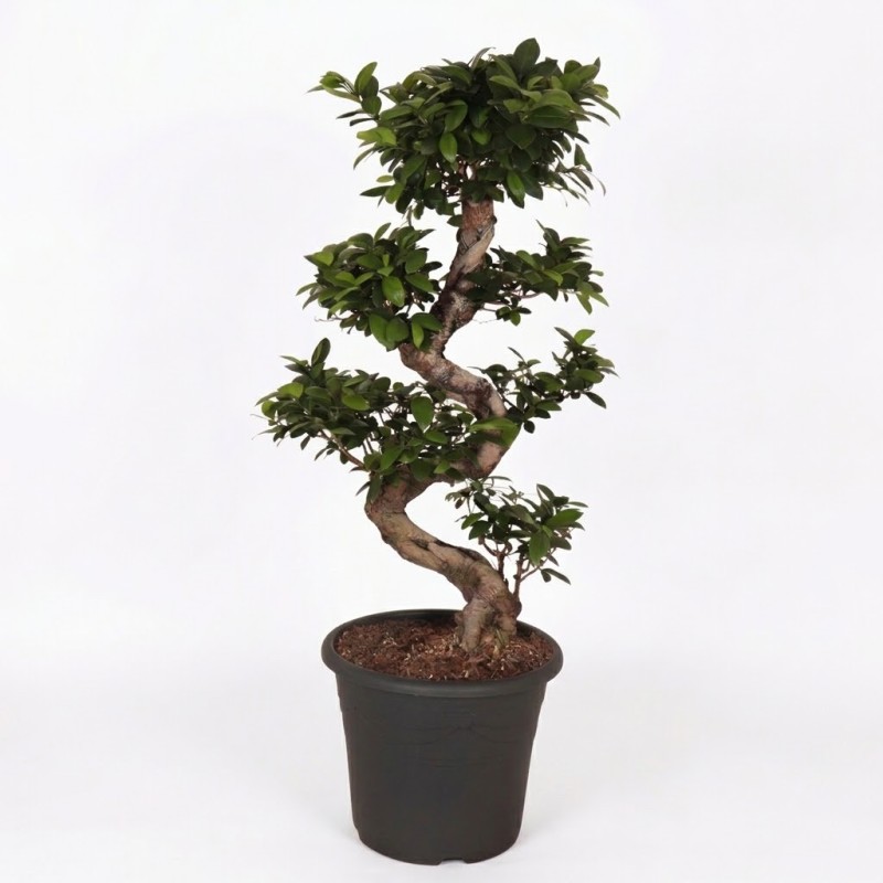 FICUS MICR. GINSENG V32 S