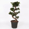 FICUS MICR. GINSENG V32 S