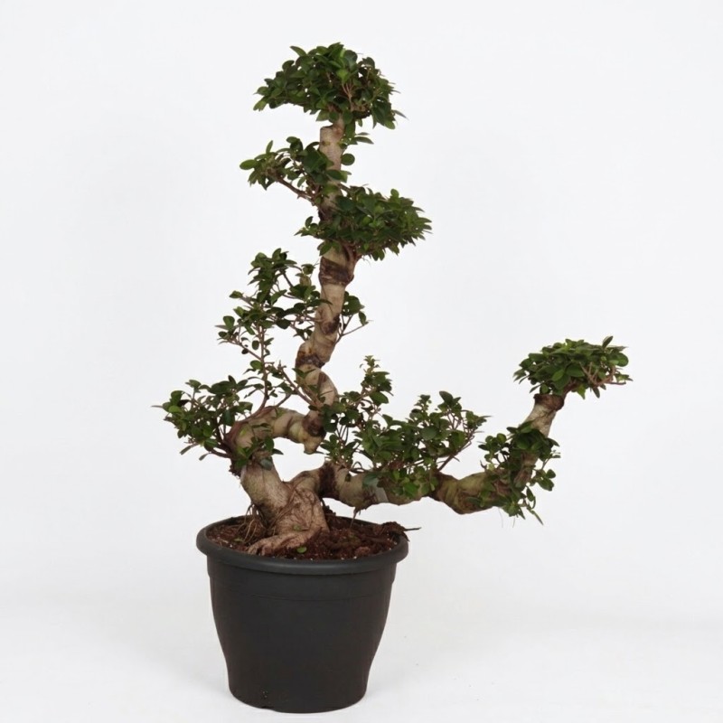 FICUS MICR. GINSENG V32 W