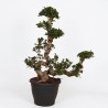 FICUS MICR. GINSENG V32 W