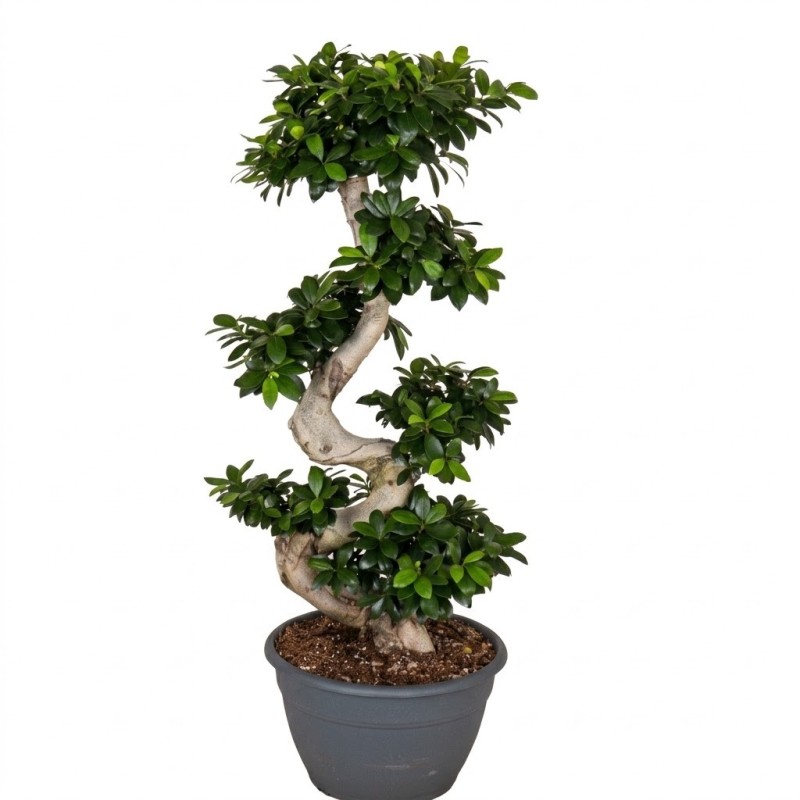 FICUS MICR. GINSENG V35 S