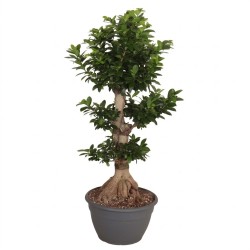 FICUS MICR. GINSENG V35