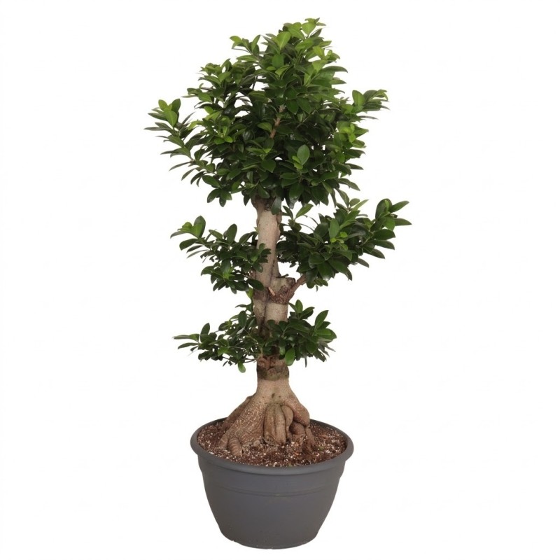 FICUS MICR. GINSENG V35