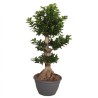 FICUS MICR. GINSENG V35