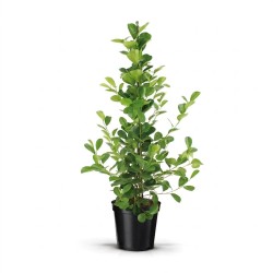 FICUS MICR. MOCLAME V21