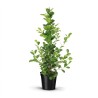 FICUS MICR. MOCLAME V21