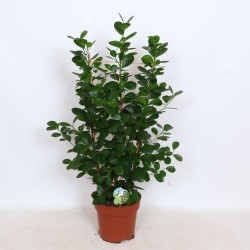 FICUS MICR. MOCLAME V24