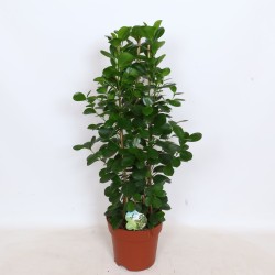 FICUS MICR. MOCLAME V24