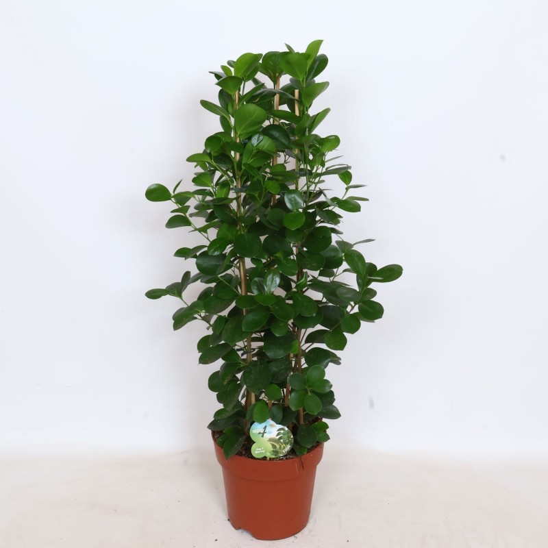 FICUS MICR. MOCLAME V24