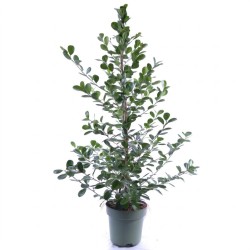 FICUS MICR. MOCLAME V27