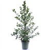 FICUS MICR. MOCLAME V27