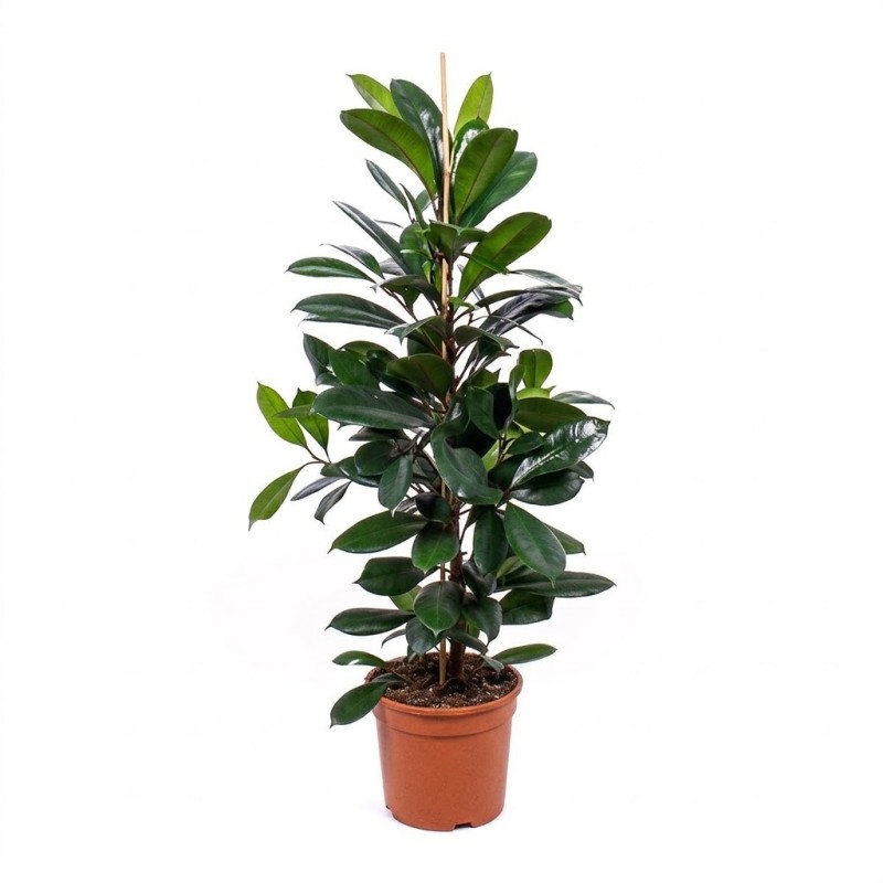 FICUS CYATHISTIPULA V21