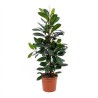FICUS CYATHISTIPULA V24