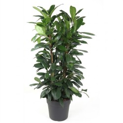 FICUS CYATHISTIPULA V34