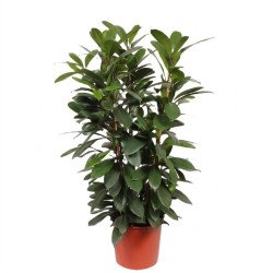 FICUS CYATHISTIPULA V34
