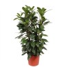 FICUS CYATHISTIPULA V34