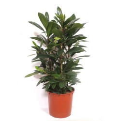 FICUS CYATHISTIPULA V34