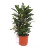 FICUS CYATHISTIPULA V34
