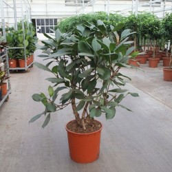 FICUS CYATHISTIPULA V34 RAM.