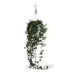 Hedera helix Anna