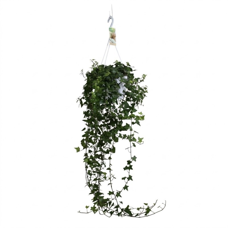 Hedera helix Anna