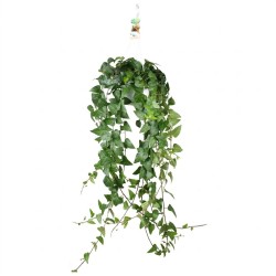 HEDERA HELIX V17 GREEN