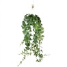 HEDERA HELIX V17 GREEN