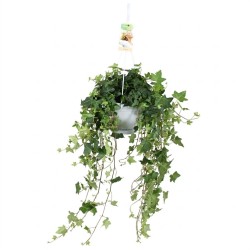 HEDERA HELIX V17 GREEN