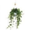 HEDERA HELIX V17 GREEN