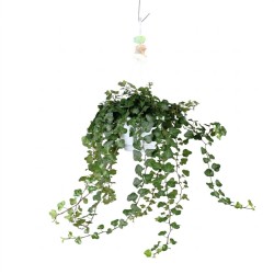 Hedera helix Wonder