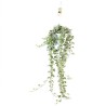 Hedera helix White Wonder