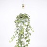 Hedera helix Goldchild