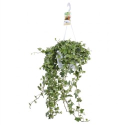Hedera helix Eva