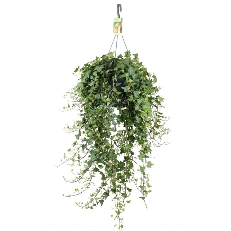 Hedera helix Anna