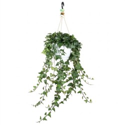 Hedera helix Mein Herz
