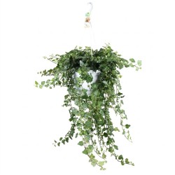 Hedera helix Wonder