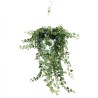 Hedera helix Wonder