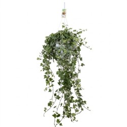 Hedera helix Eva