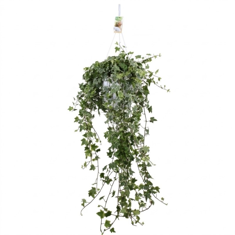 Hedera helix Eva