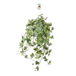 Hedera helix Goldchild