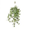 Hedera helix Goldchild